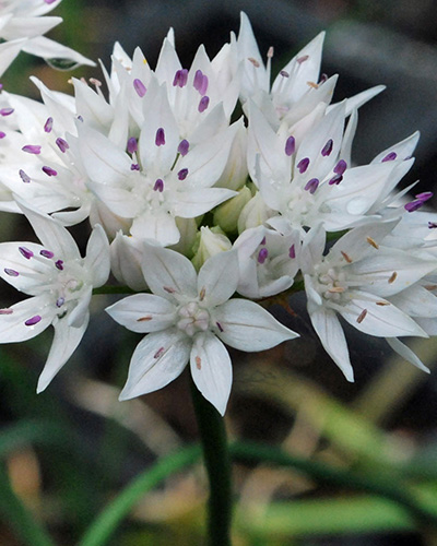 Allium graceful beauty.jpg